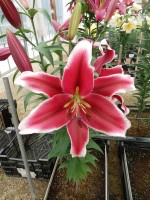 [4416 PO16 OT 6020-131 No02.JPG]